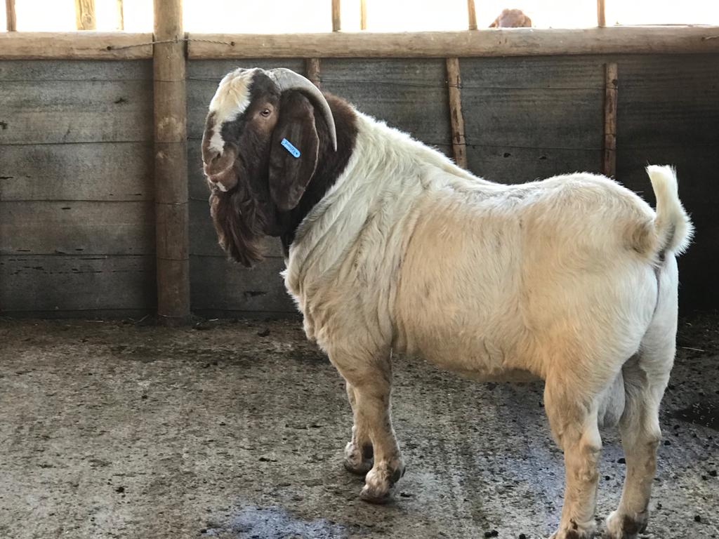 Sinza Goat